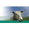 SOCIÉTÉ LIVESTOCK LTD CO