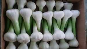 Green white garlic
