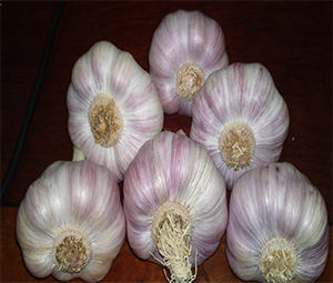 Dry Red Garlic & Violet