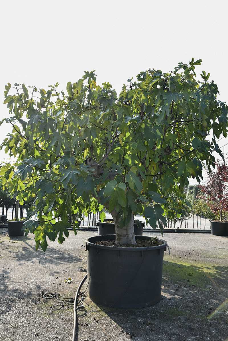 Fig Sample tree