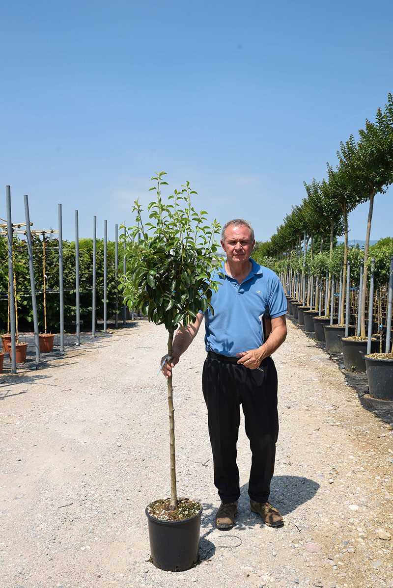 PYRUS COMMUNIS HALF TREE