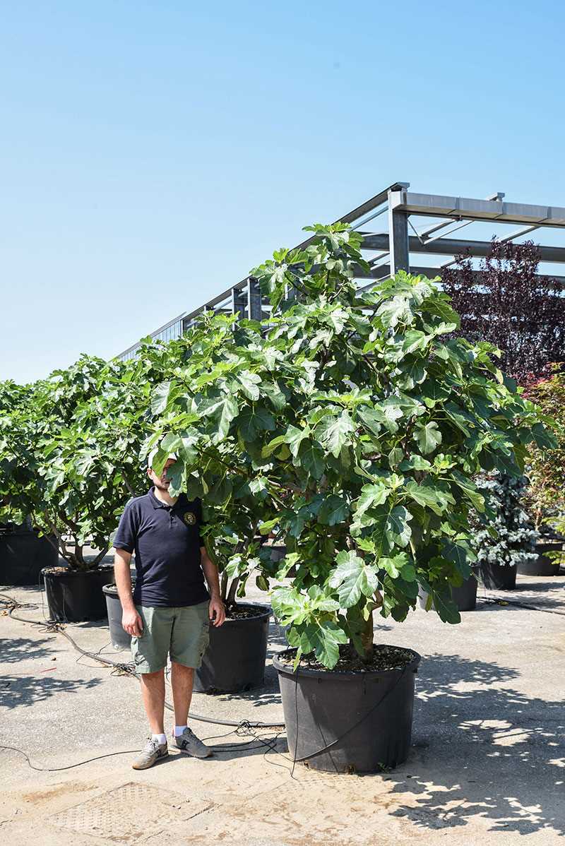 fig seedlings