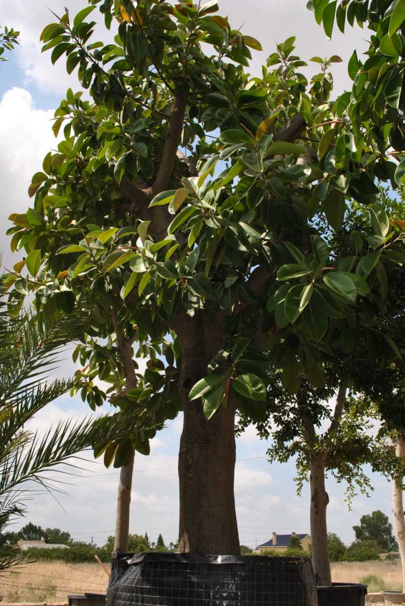 ficus süslemeleri