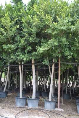 Ornamental Trees