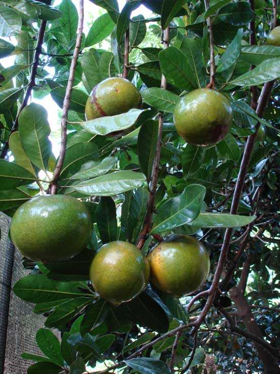 Lucumos (Pouteria obovata)