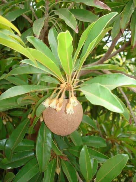 Chicozapote (Manilkara zapota)