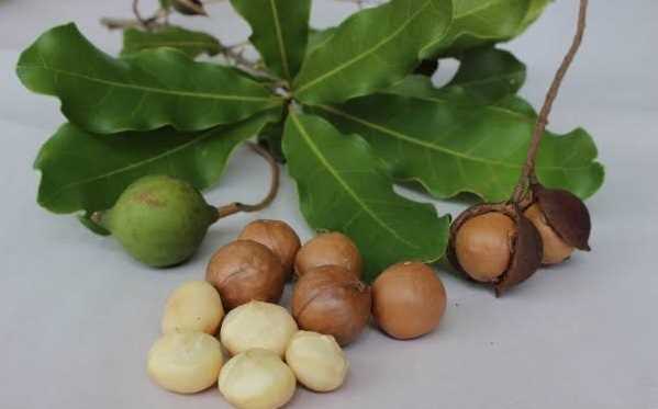 Макадамия (Macadamia Interifolia)