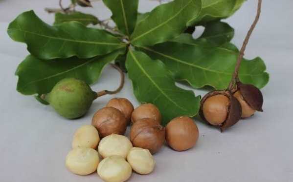 Macadamia (Macadamia integrifolia)