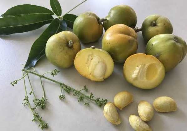 سابوت (كازيمرولا إدوليس)