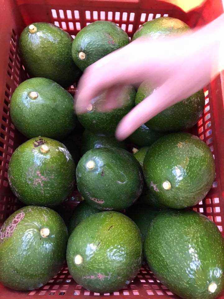 avocaddo
