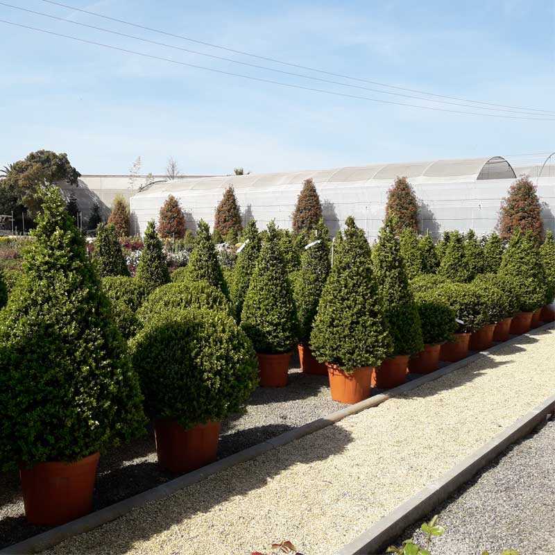 Buxus