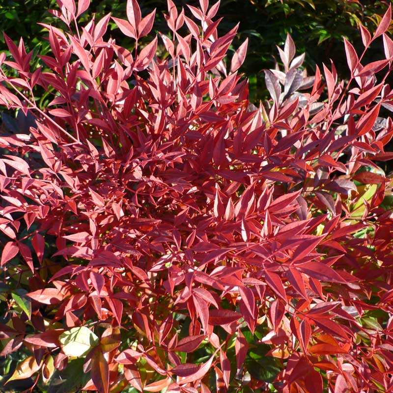 Domestic nandina