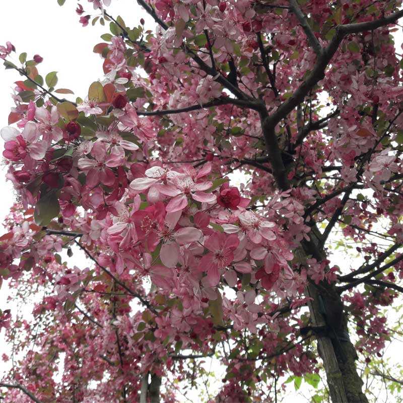 Malus