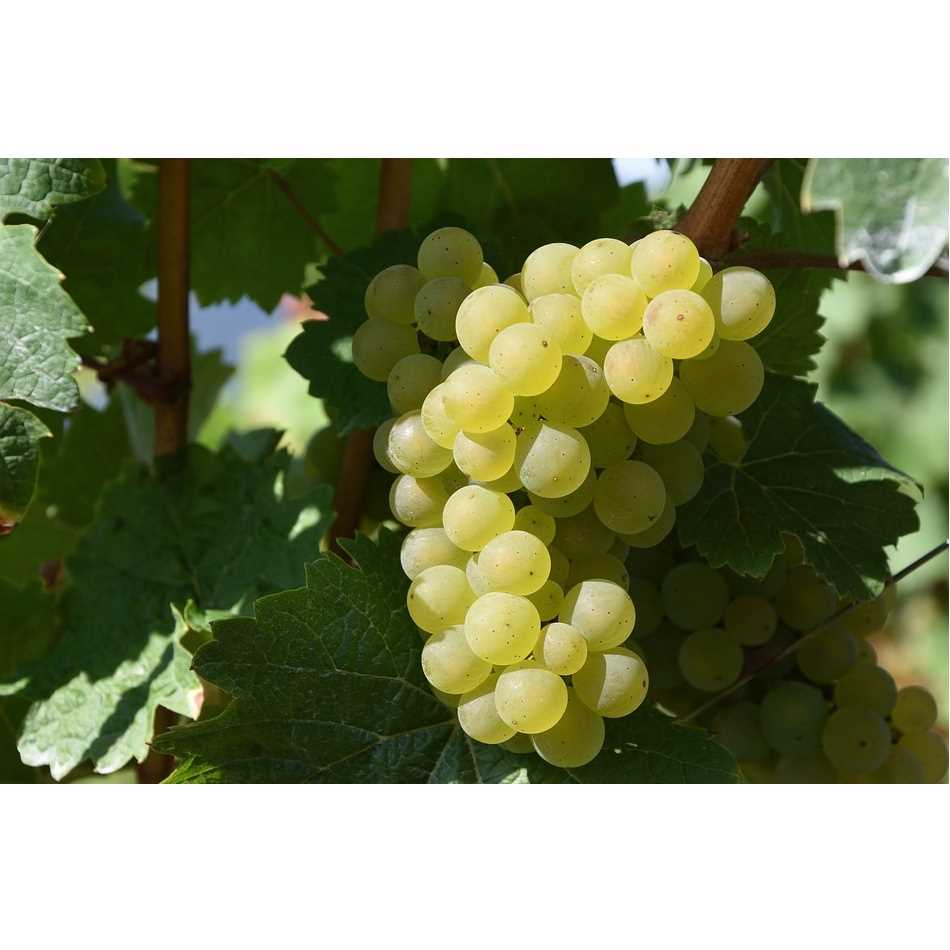 White grape