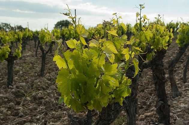 American Vine