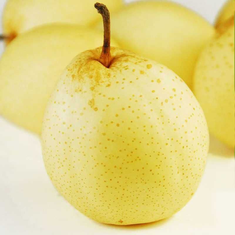  fresh yellow  pear 